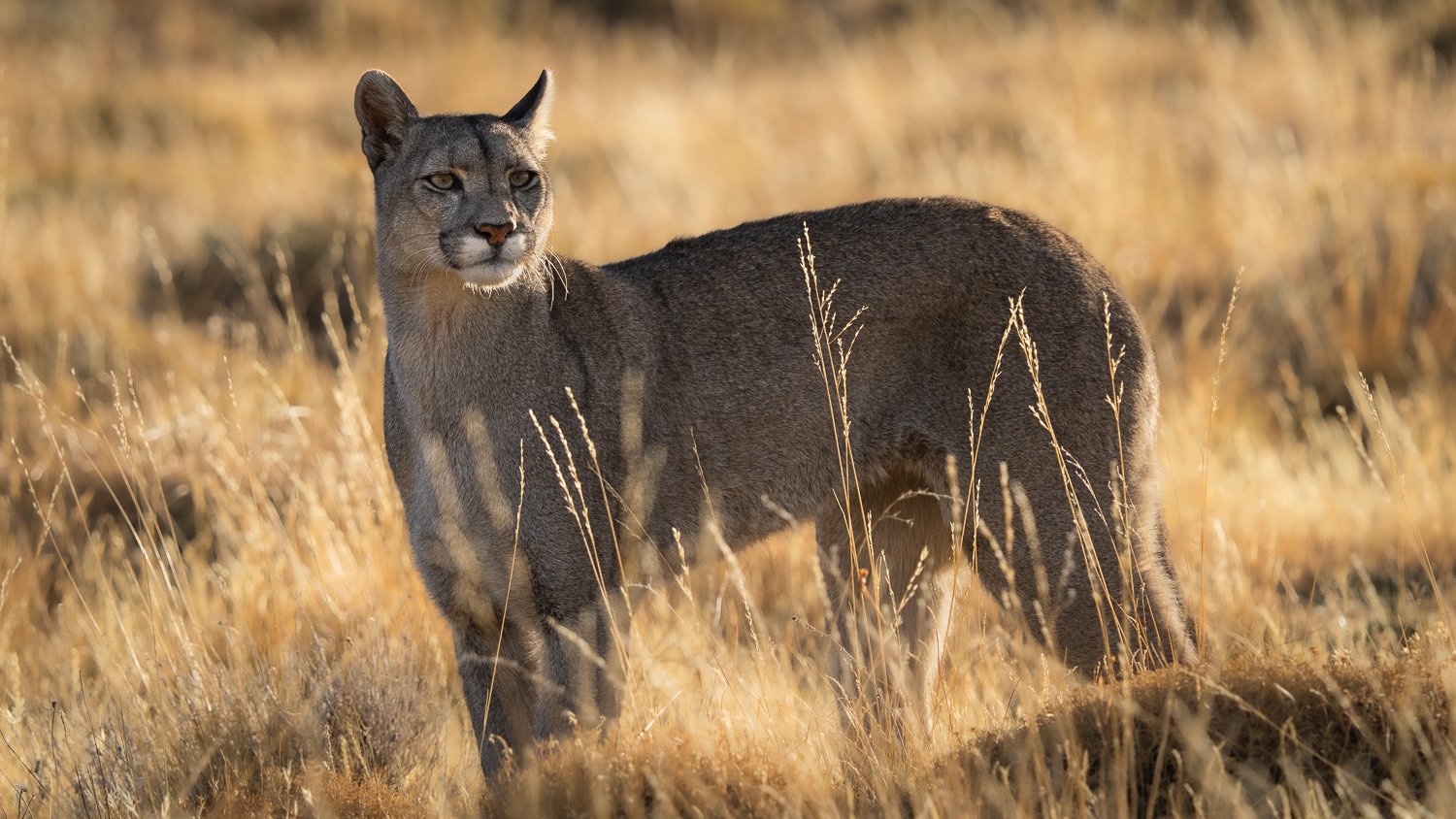 2024 Pumas of Patagonia