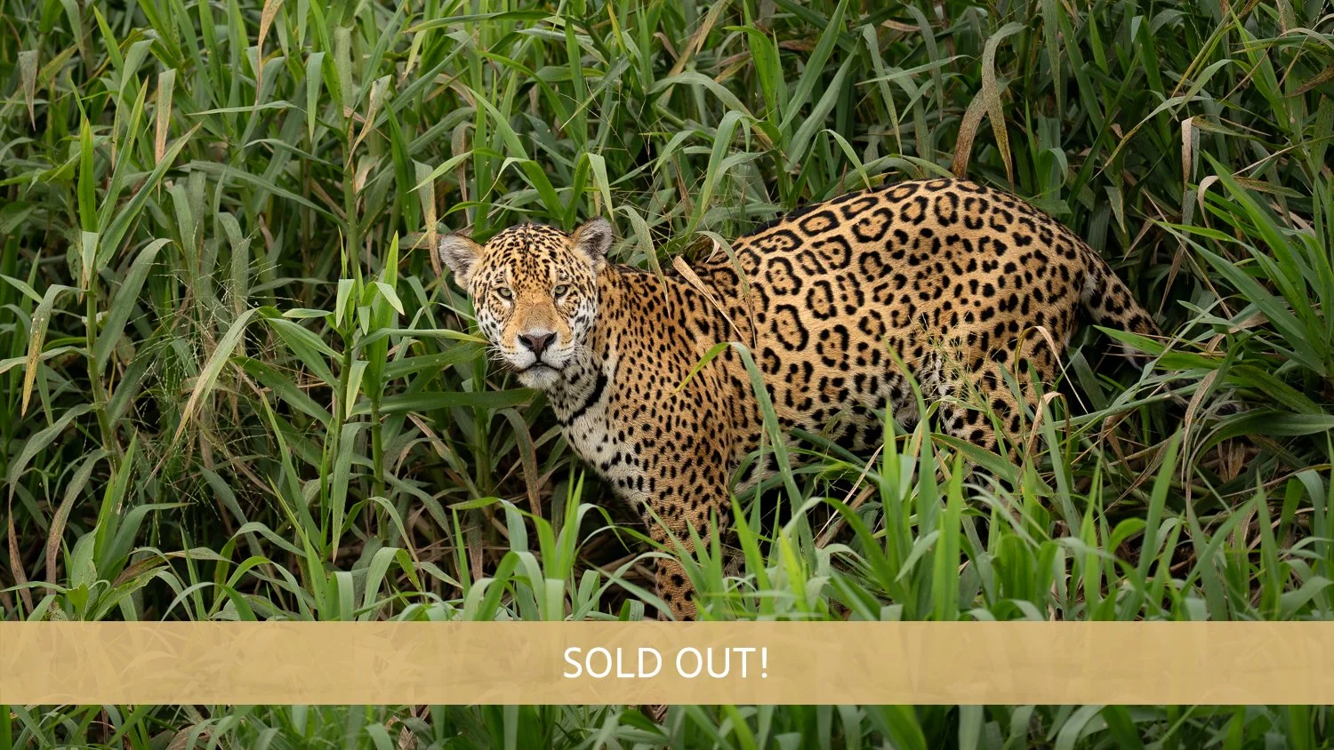 2027 Jaguars of the Pantanal