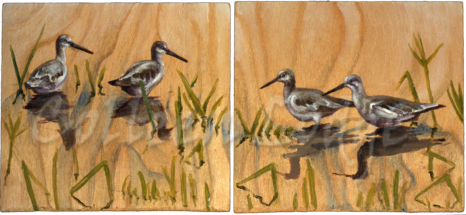 Winter Willets