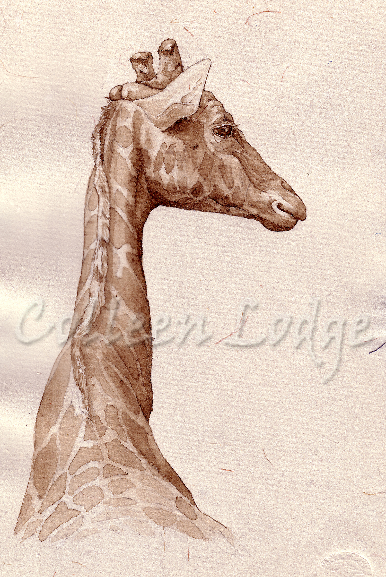 Zoo Giraffe