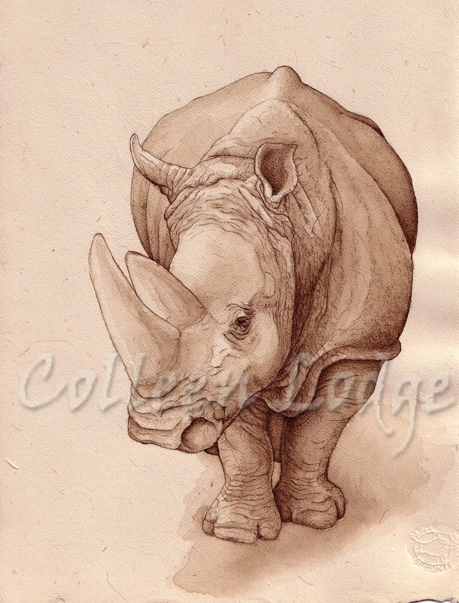 Zoo Rhino
