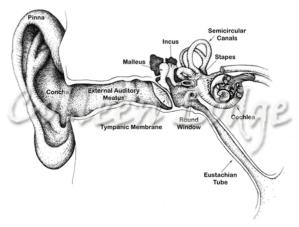 Ear Diagram