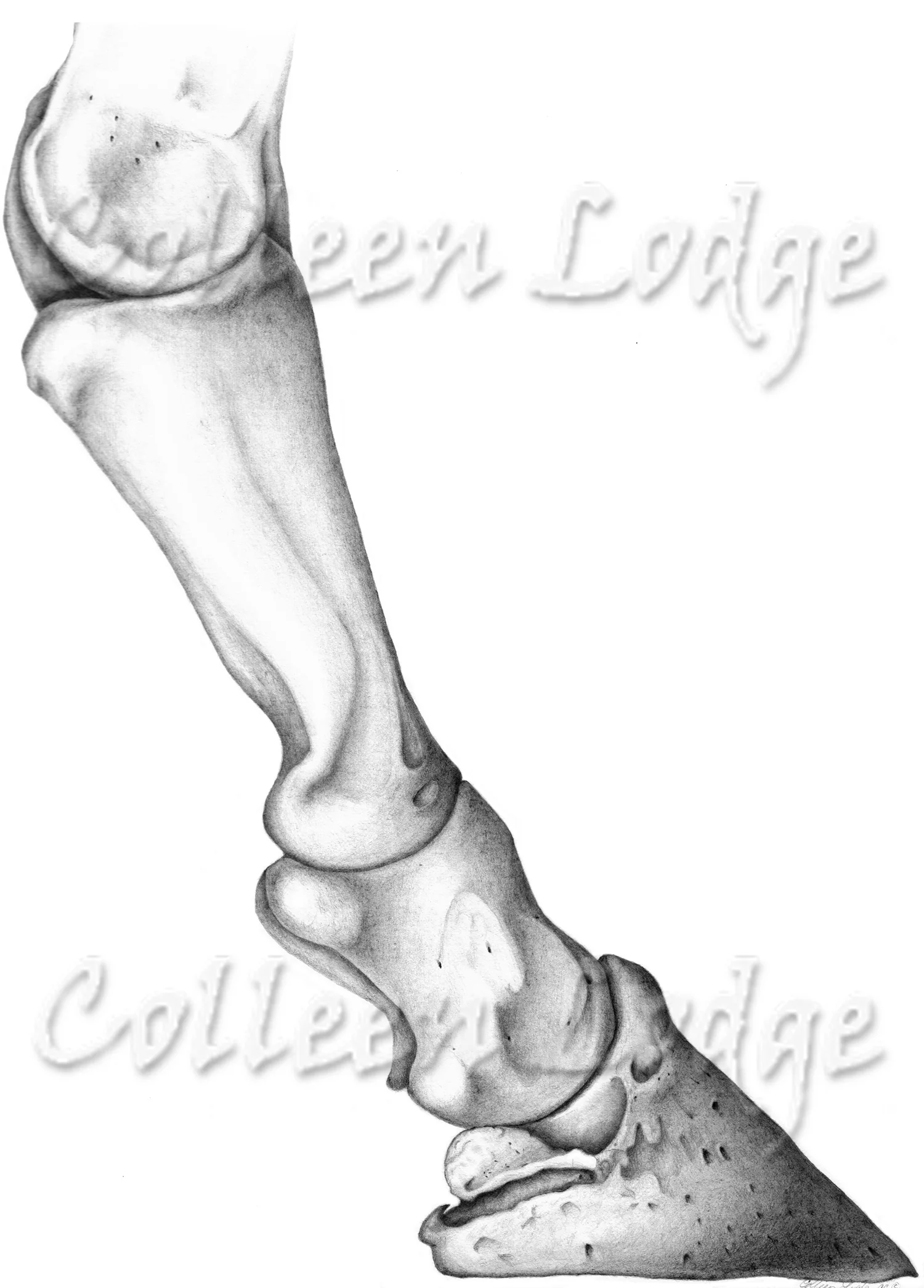 Equid, Skeleton of the lower forlimb