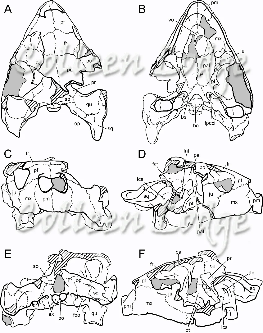 Aclelstochelys, partially restored skull