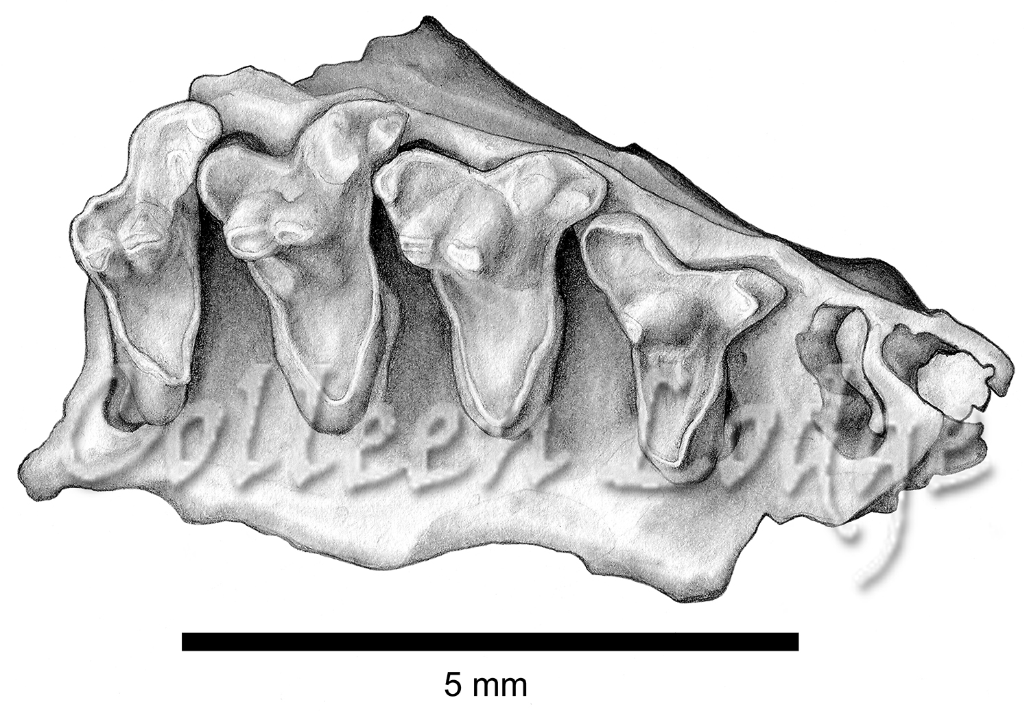 New Euthrian mammal, Occlusal view