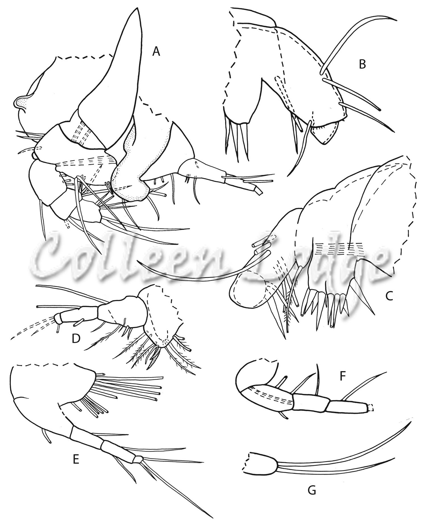Ostracoda anatomy
