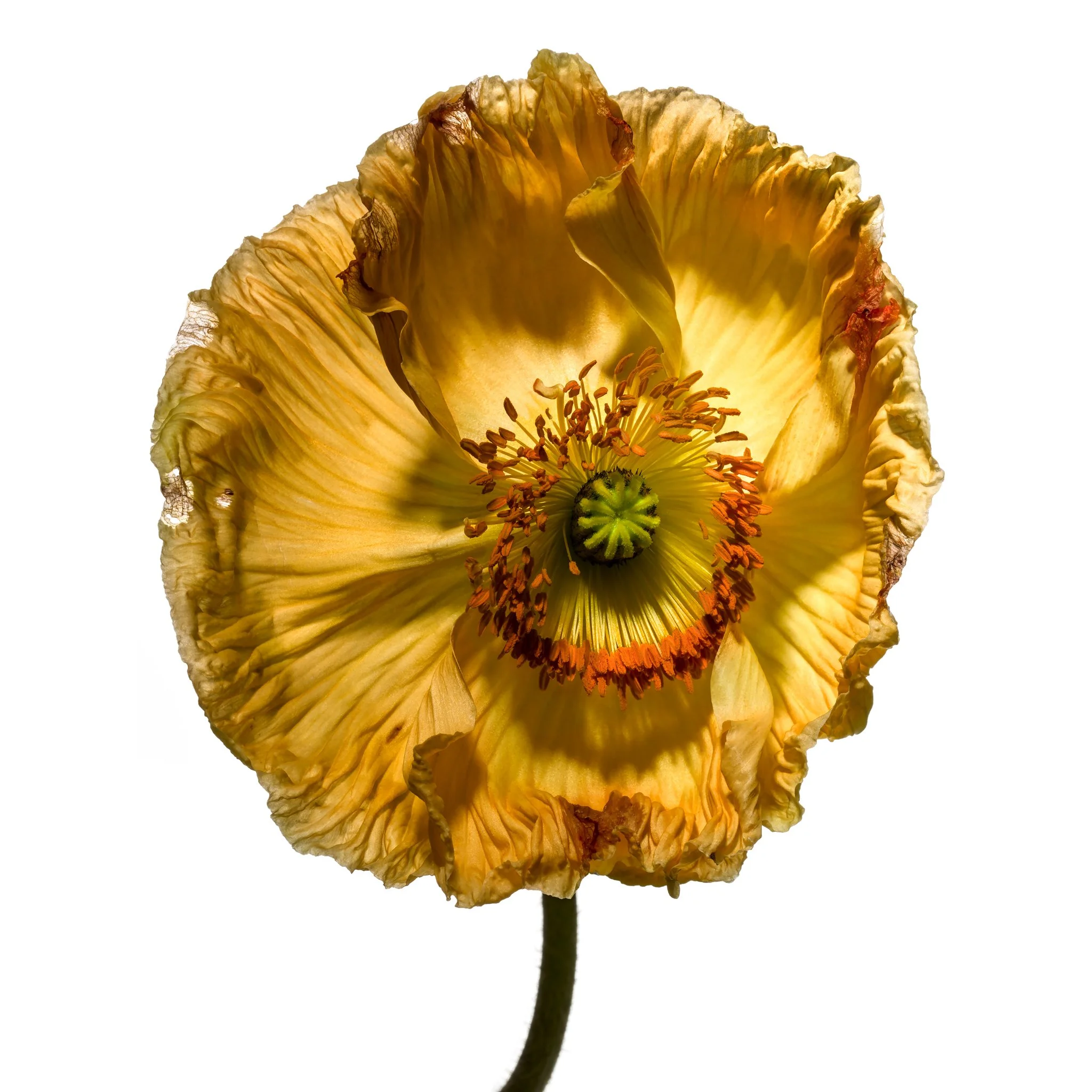 Edition-EKTAlux-Linda-Rosewall-Flora-Italiana-Papavero-Giallo-Fiorito-48x64.jpg