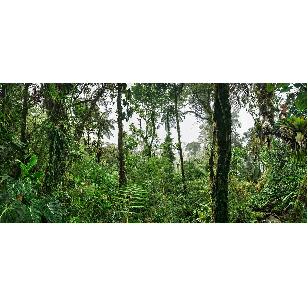 ERIK_NEW_CloudForest_III-new.jpg