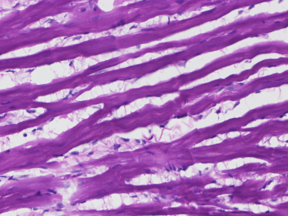 H&E stain, 5x 2015 mk