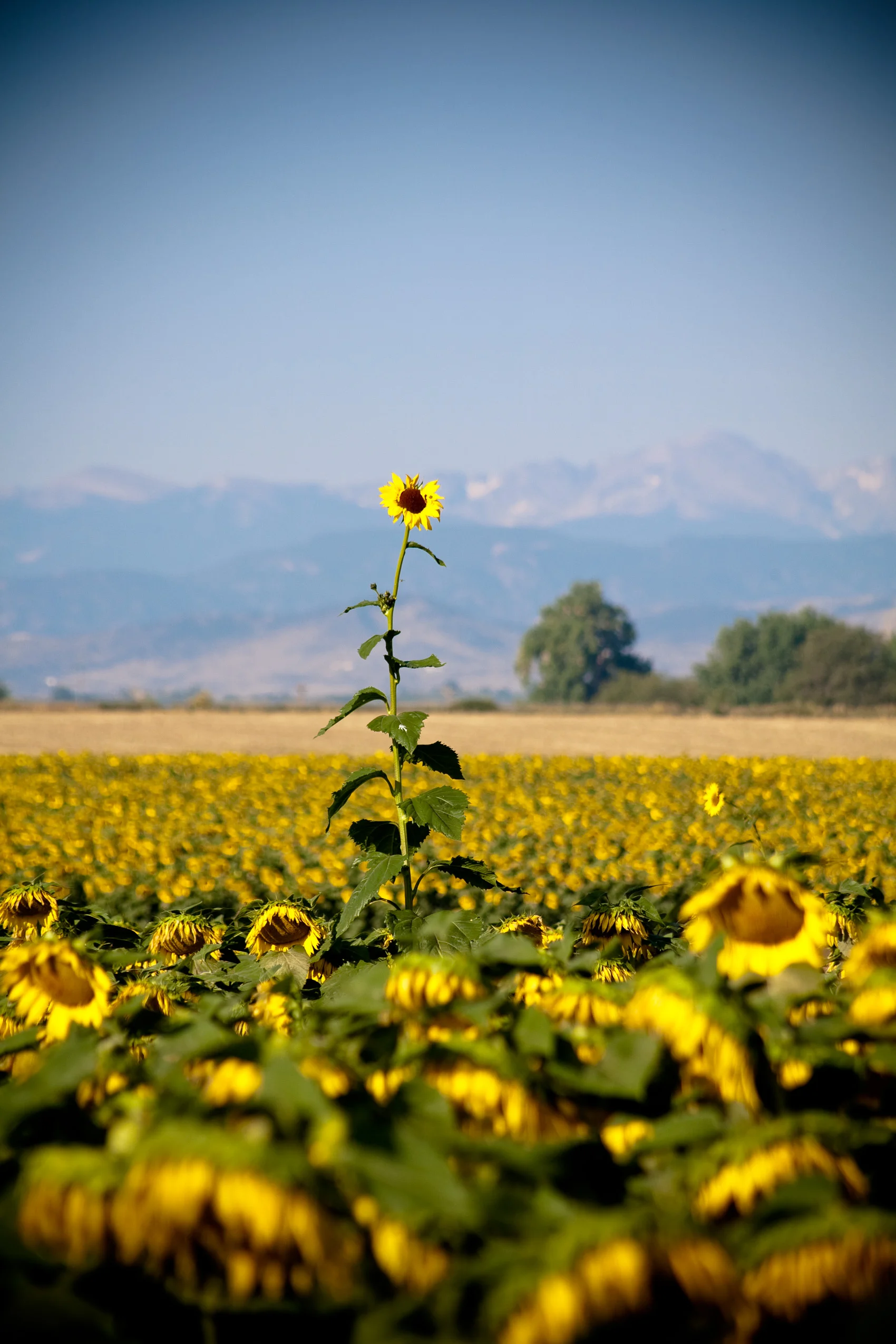 tallsunflower.jpg