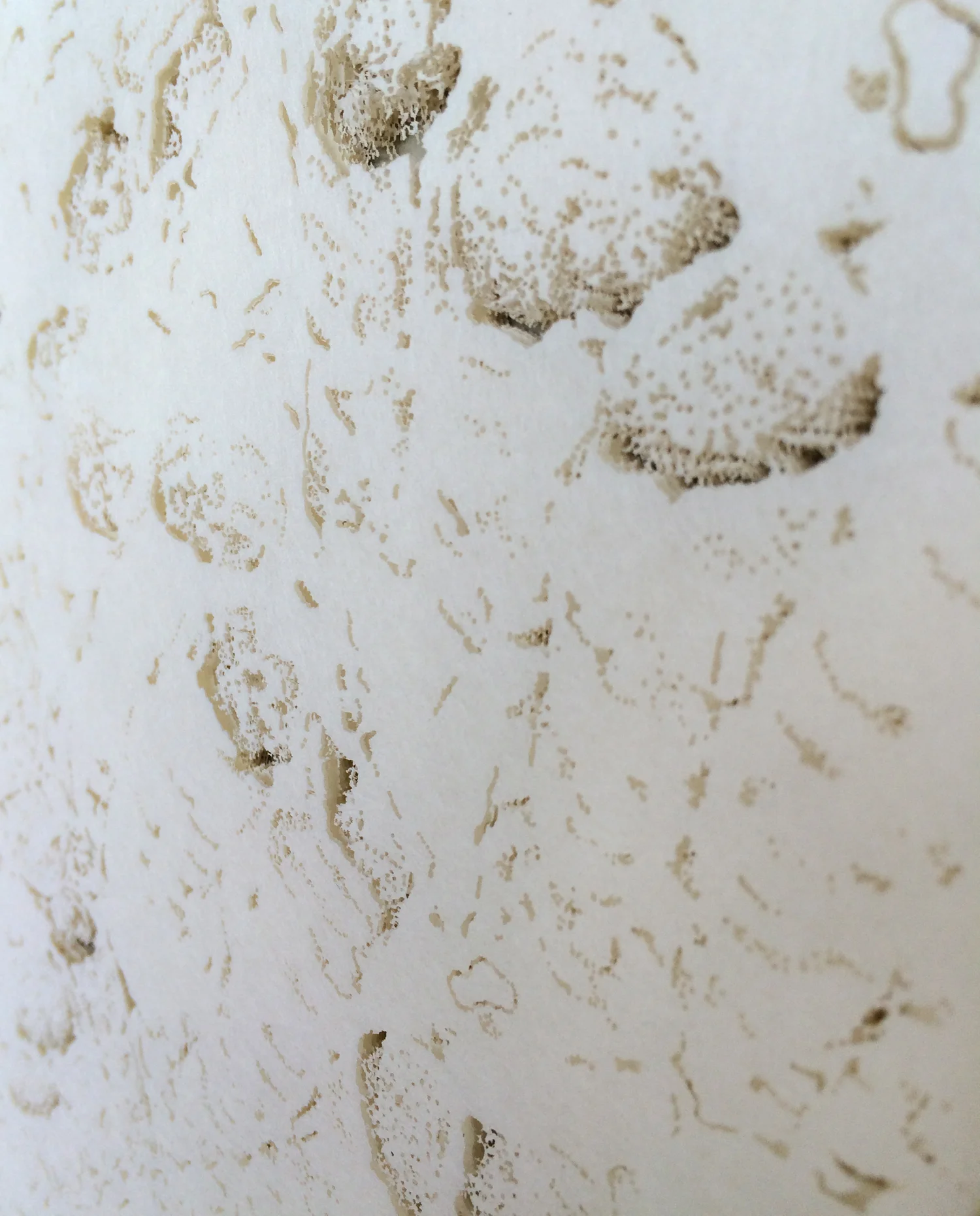 Lamination_detail.jpg