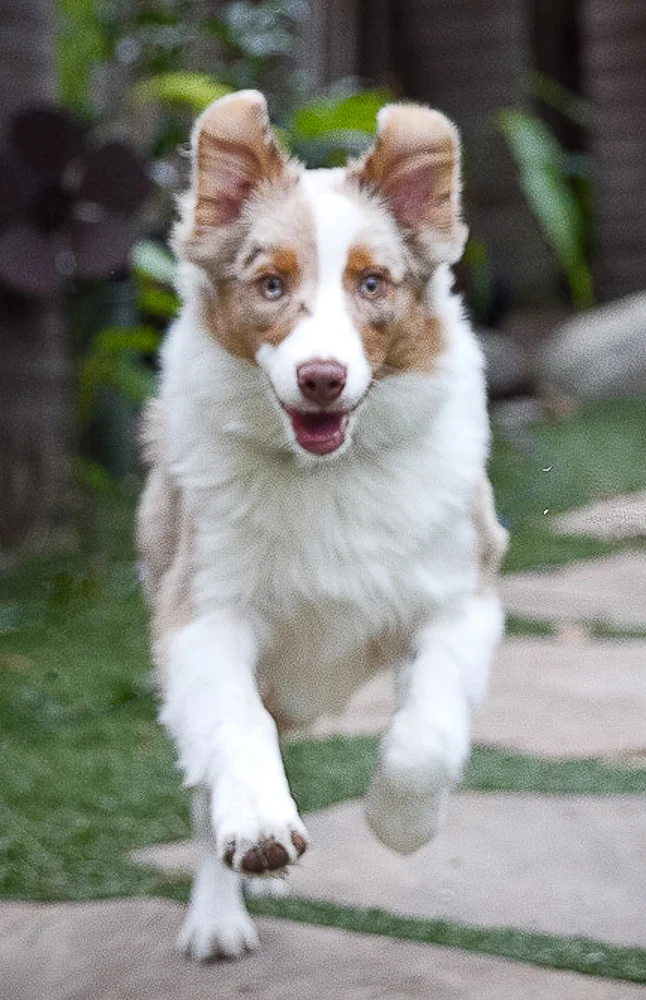 Diva Running  Cropped FinalLightroom EditTazzie Beach Lightroom Edit.jpg