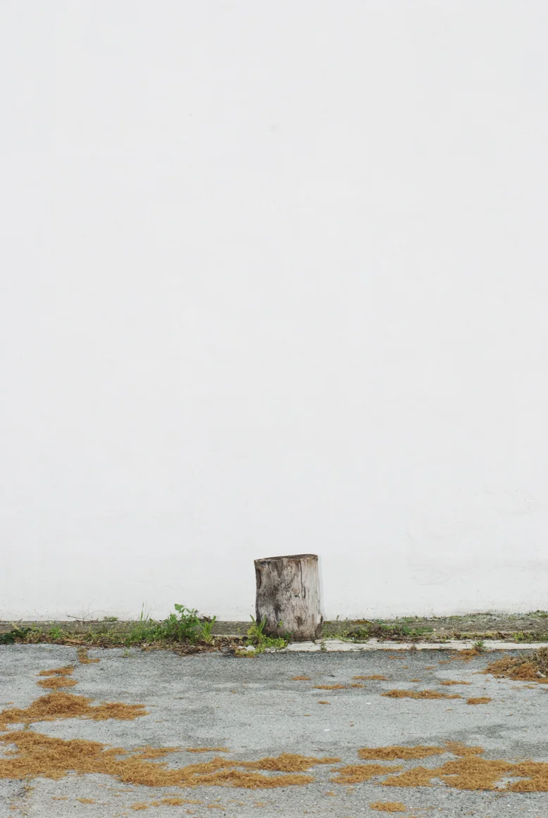 portrait of a stump.jpg