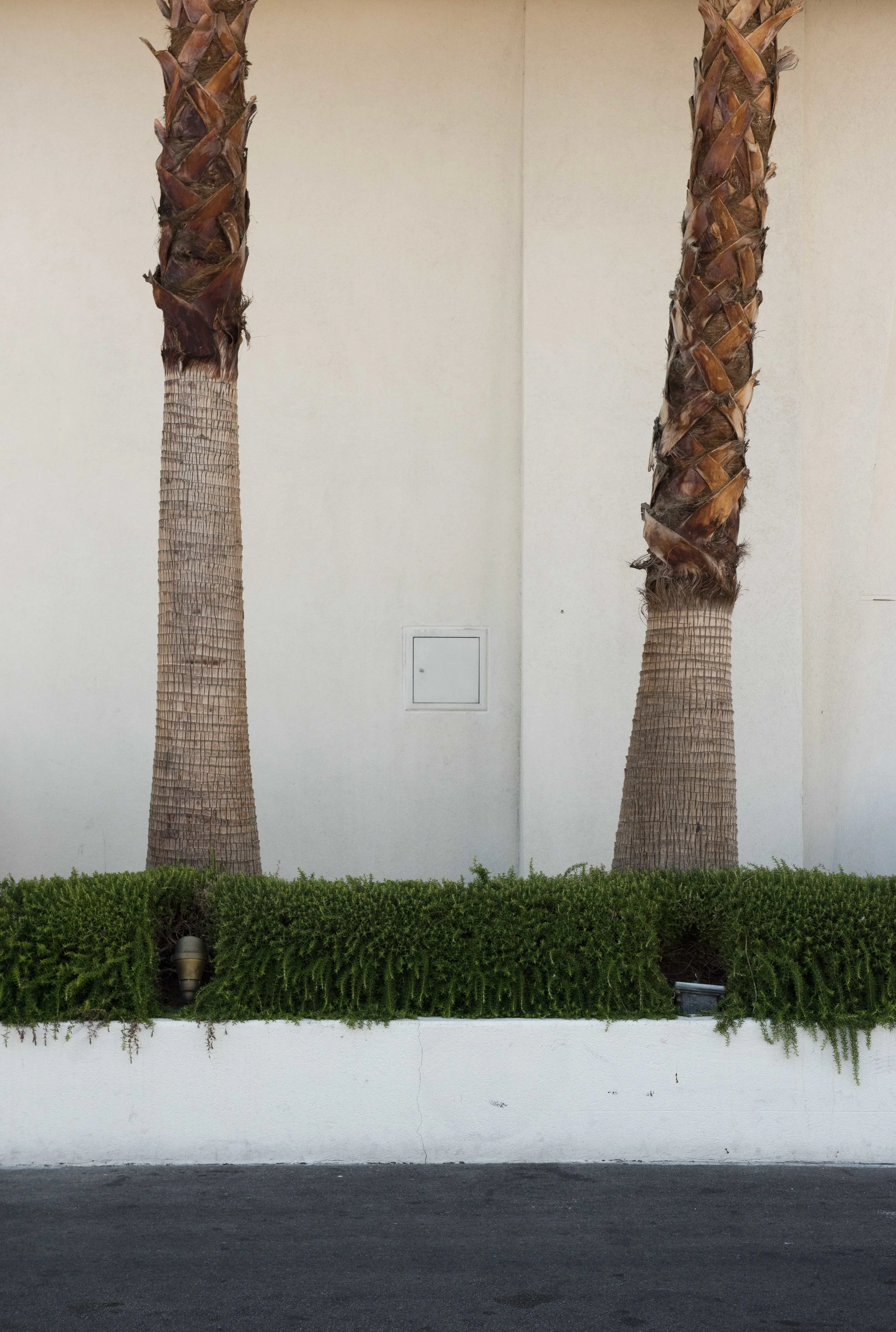 palm trees.jpg