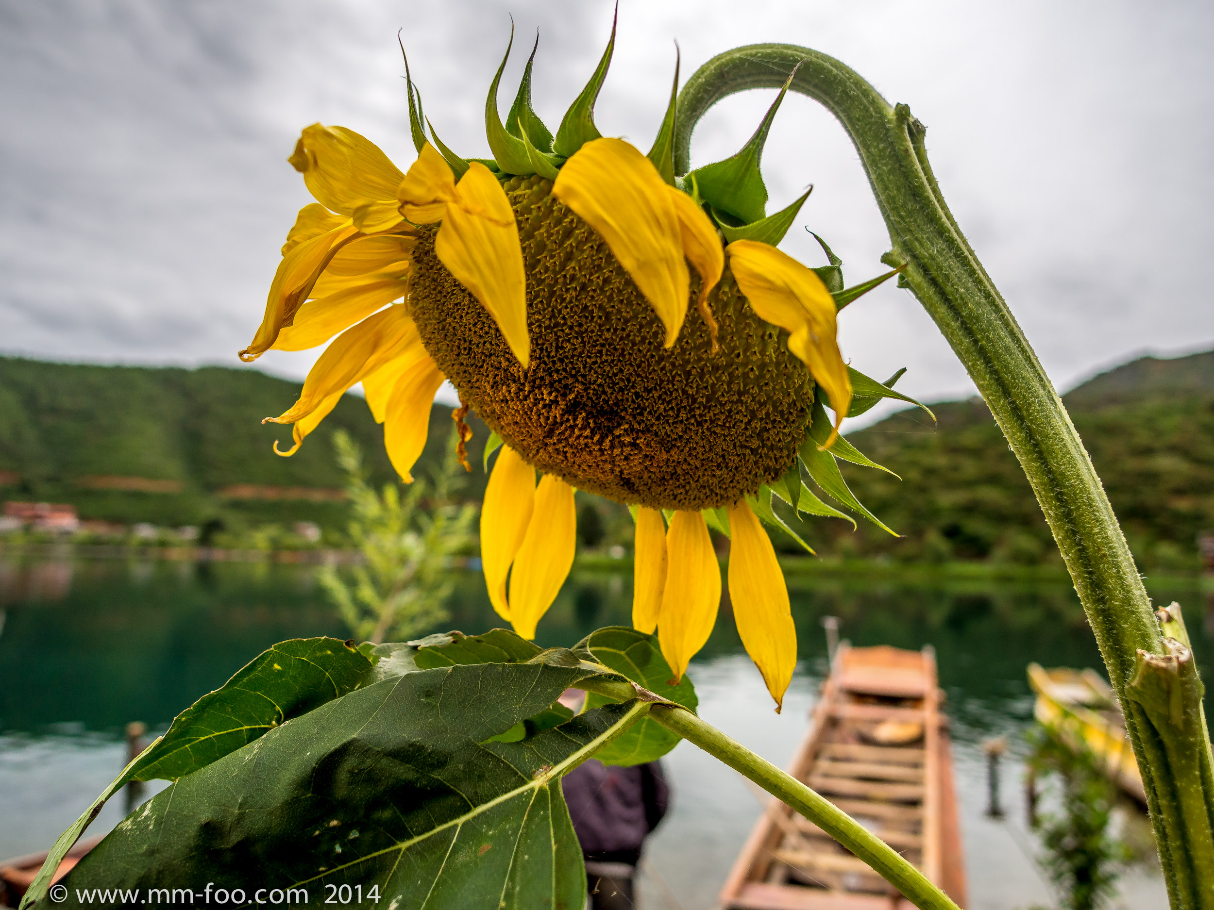 a sad sunflower
