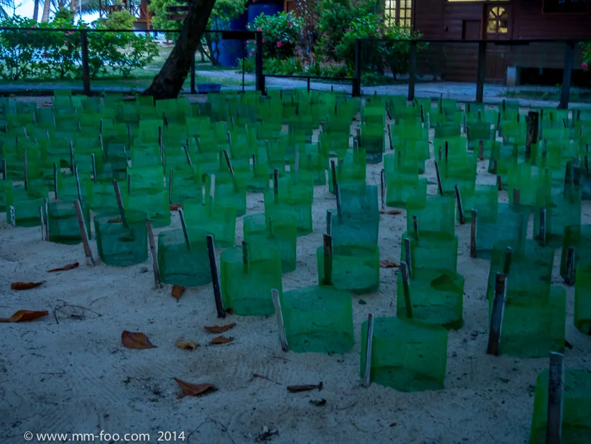 1/4 sec, 24mm f/4.3, ISO1600 (M.Zuiko 14-42mm f/3.5-5.6 II R). Turtle hatchery.