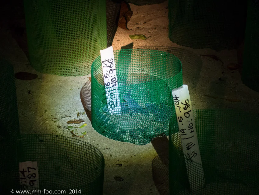 1/10 sec, 42mm, f/5.6, ISO1600 (M.Zuiko 14-42mm f/3.5-5.6 II R). Turtle babies.