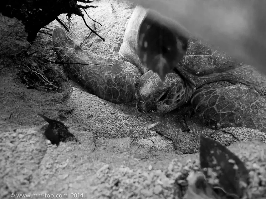 1/50 sec, 12mm, f/2.0, ISO1600 (M.Zuiko 12mm). Weary from egg laying.
