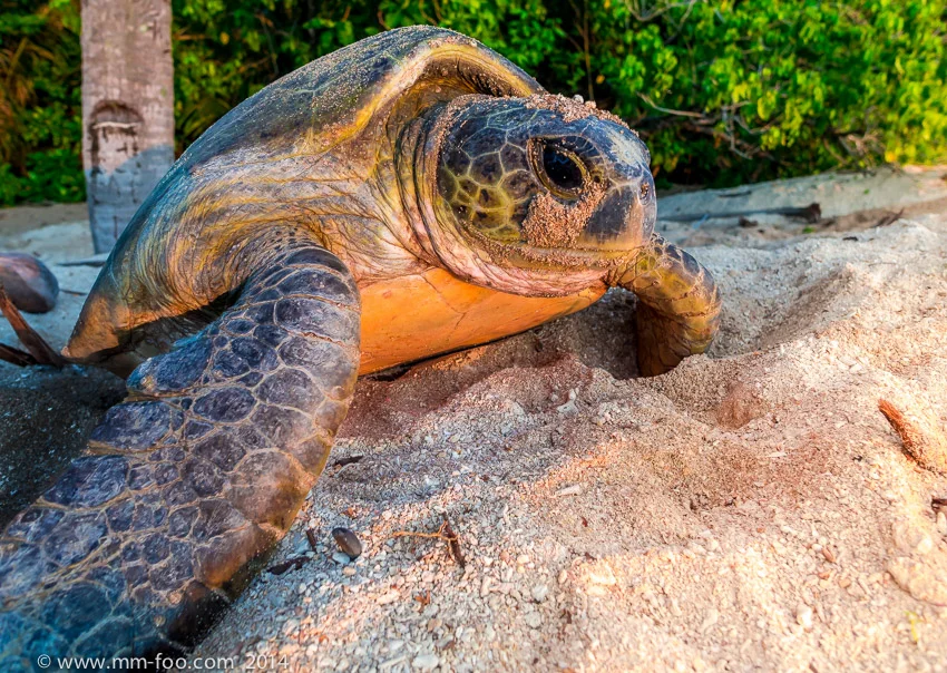 1/160 sec, 12mm, f/3.2, ISO200 (M.Zuiko 12mm). Animals are so awesome!