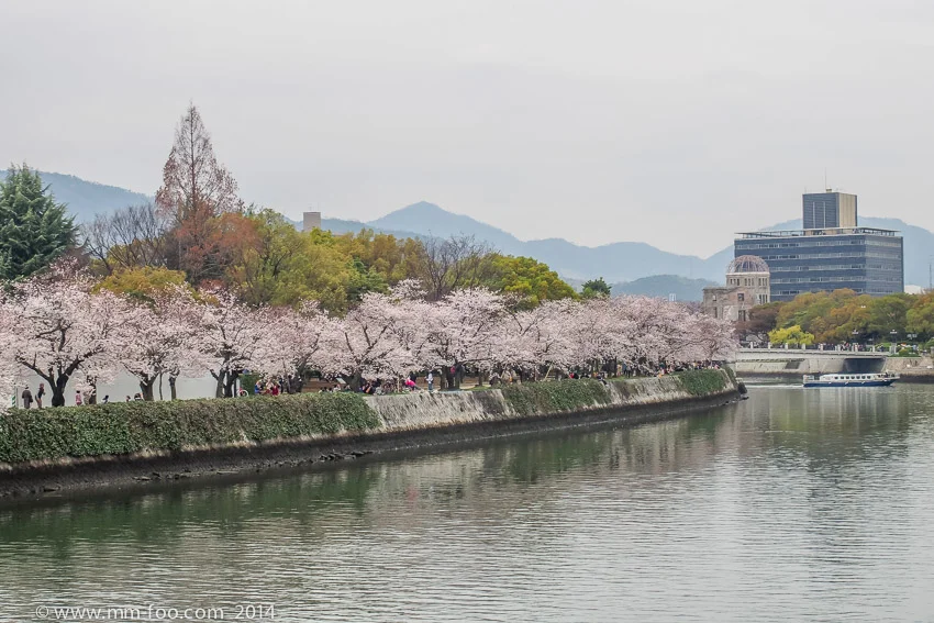 Sakura trees along the river~~
