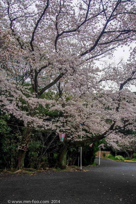 Hijiyama park!