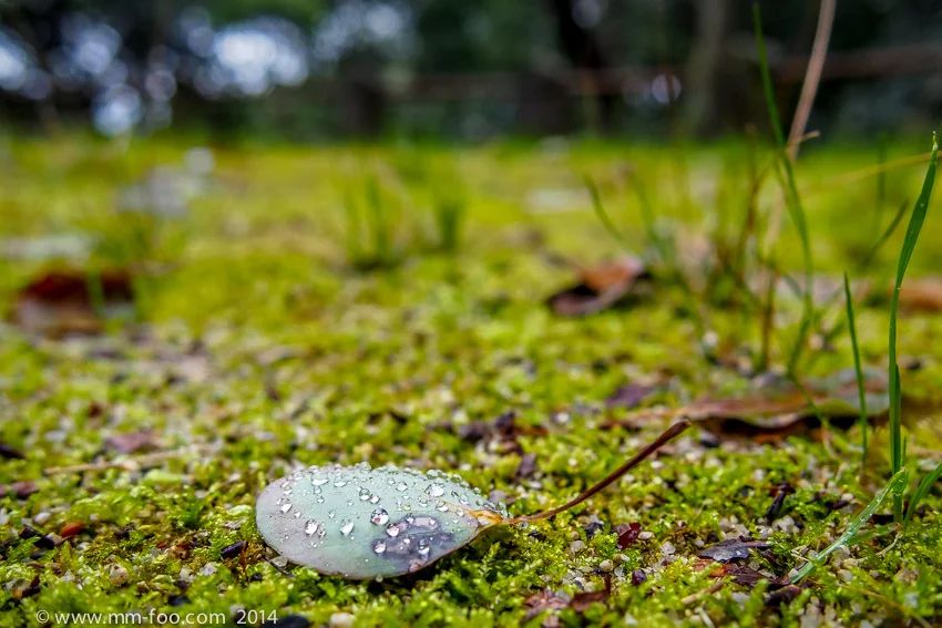Artsy picture. I like the little droplets of water on the leaf.