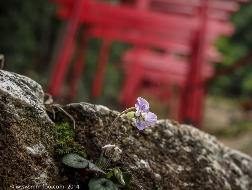 Small flower growing on a rock