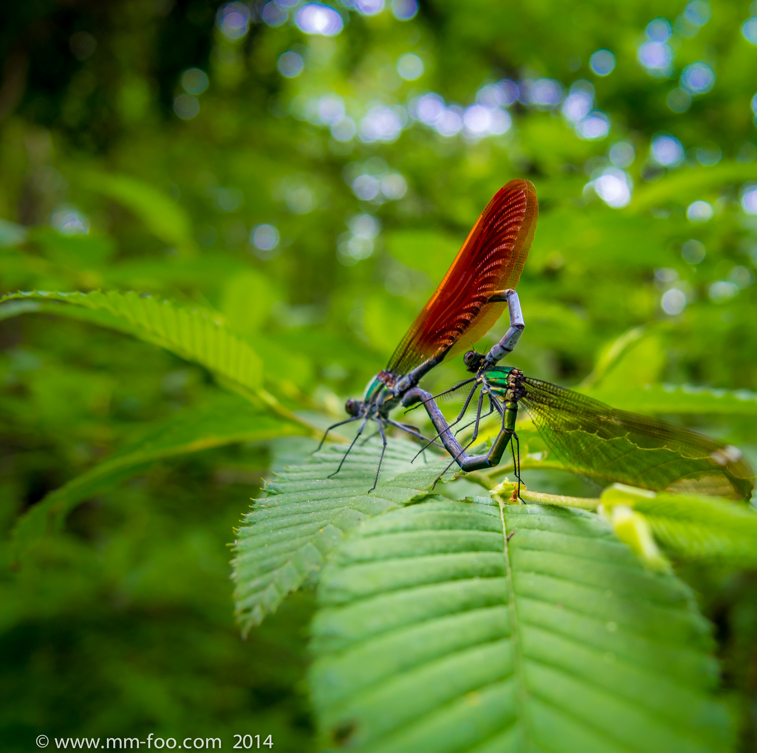 Dragonfly Caught in the Act