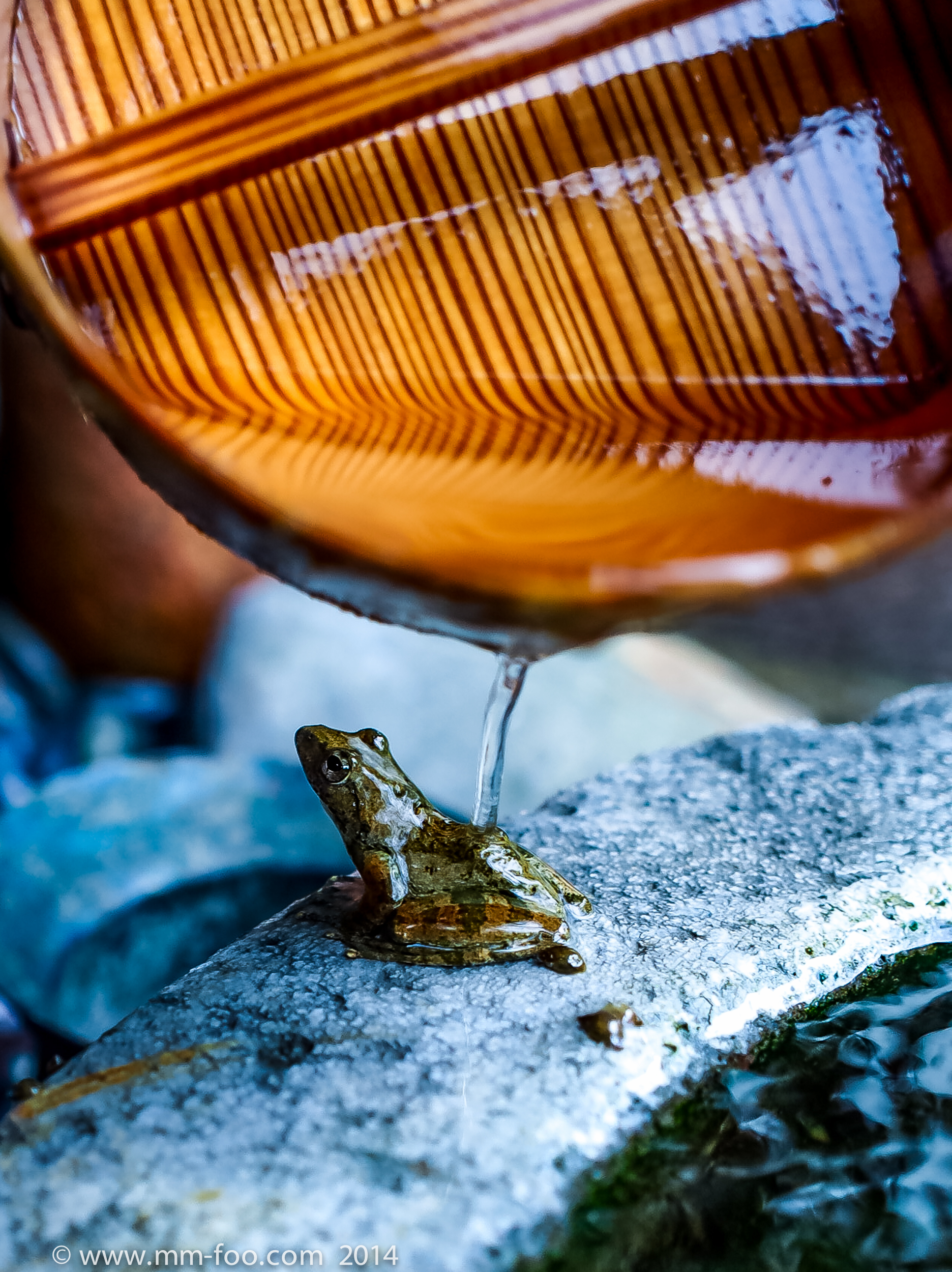 Onsen Frog