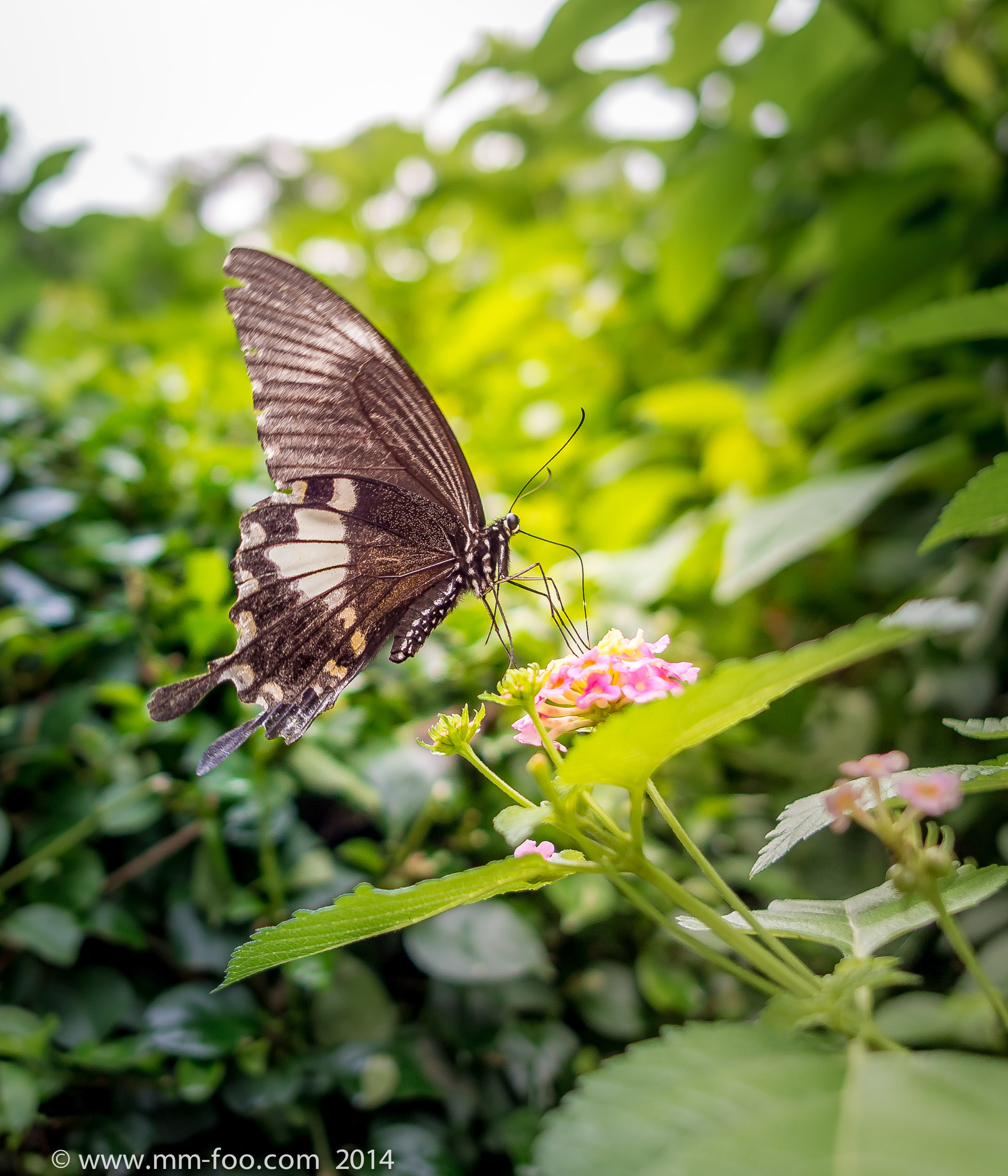 Big Butterfly