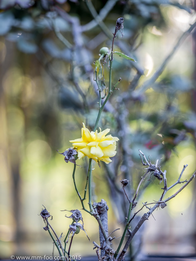 150mm, f/2.8, ISO100. 