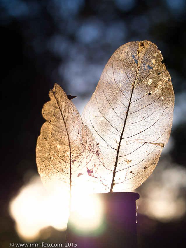 1/1250 sec, 40mm, f/2.8, ISO100.