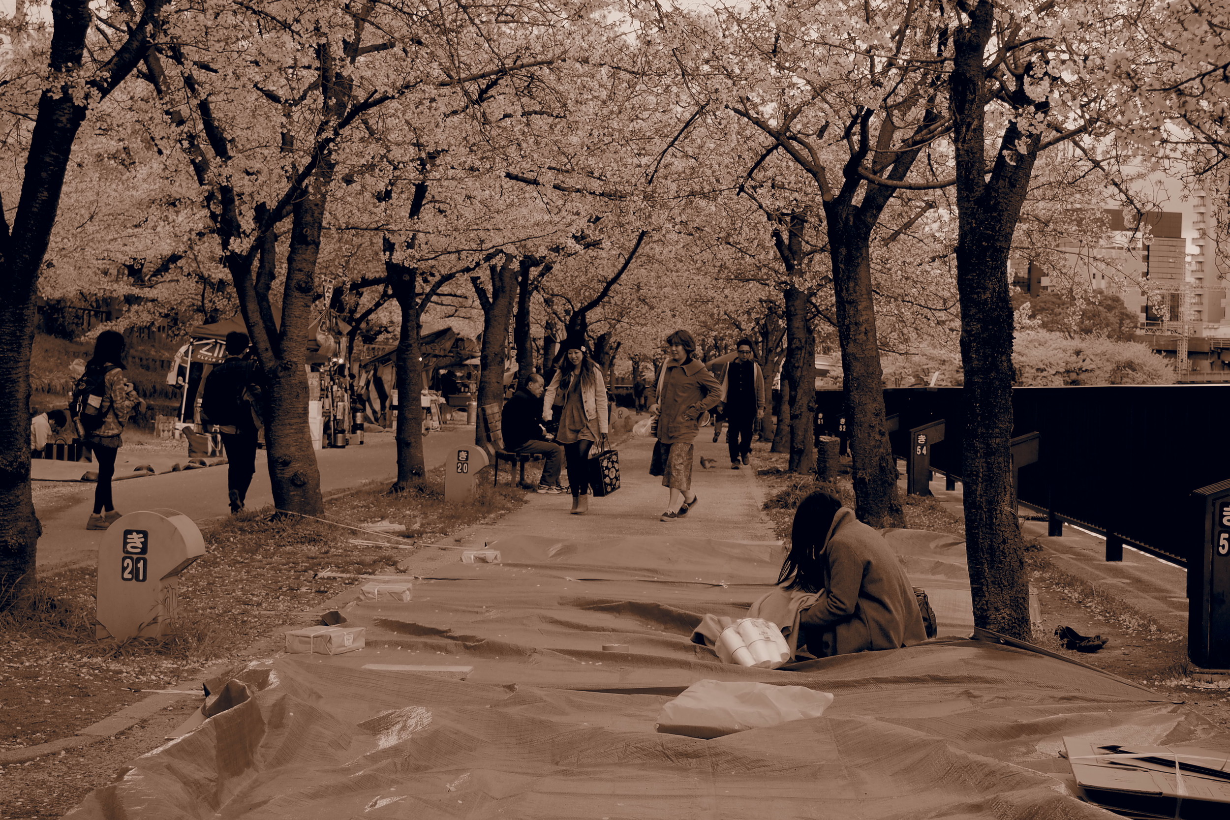 Tarps spread on the ground for people to hanami (flower watch).