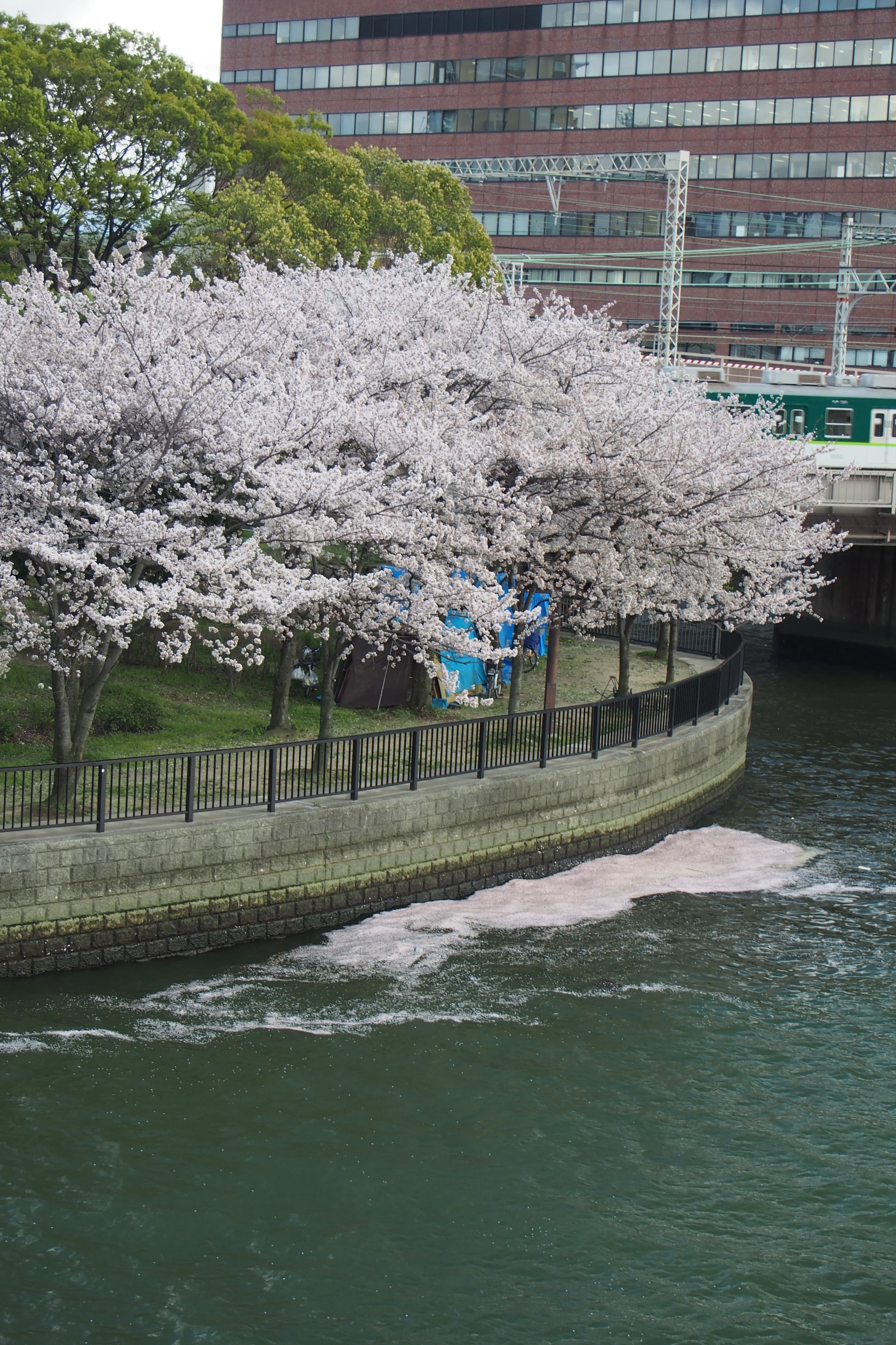 Sea of petals!