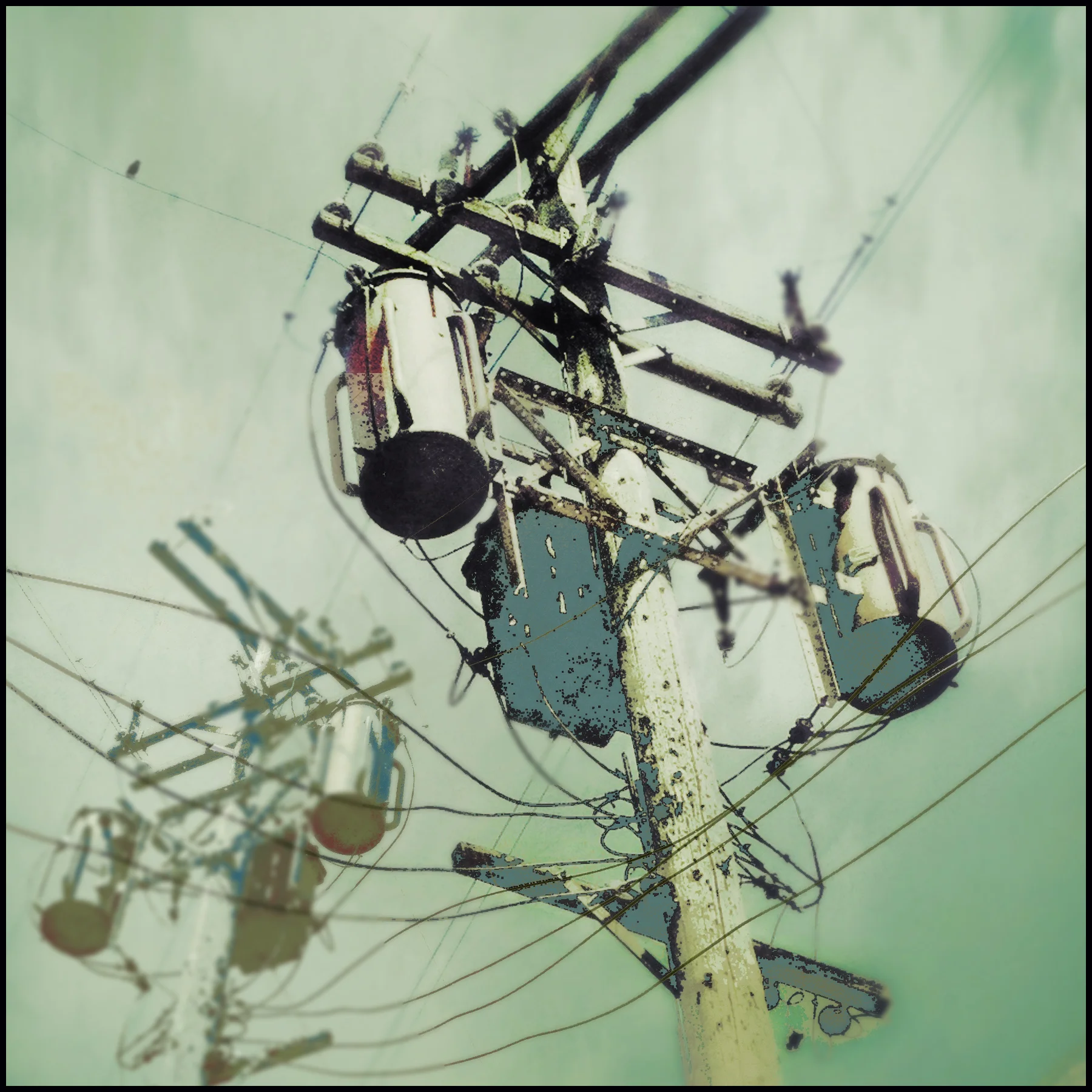 Bird on a Wire