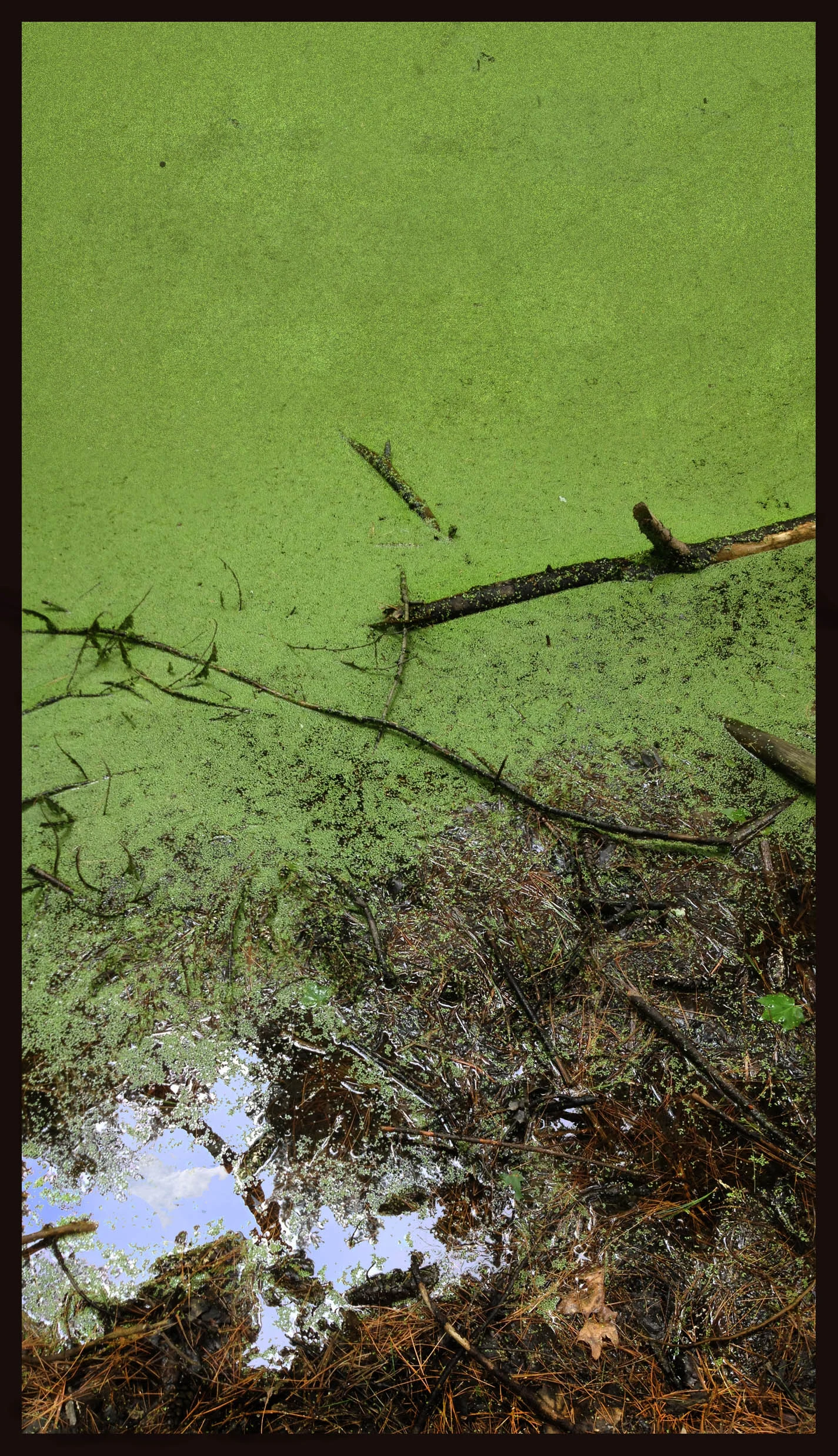 Of Moss and Needles