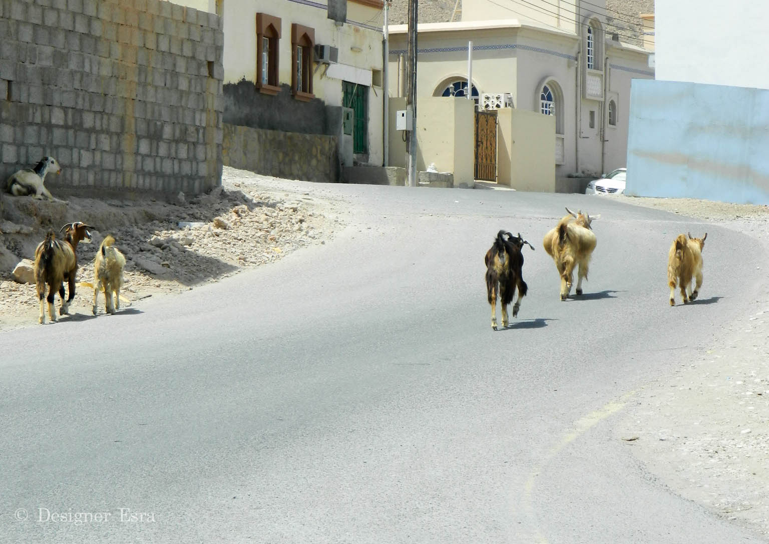 Street Goats