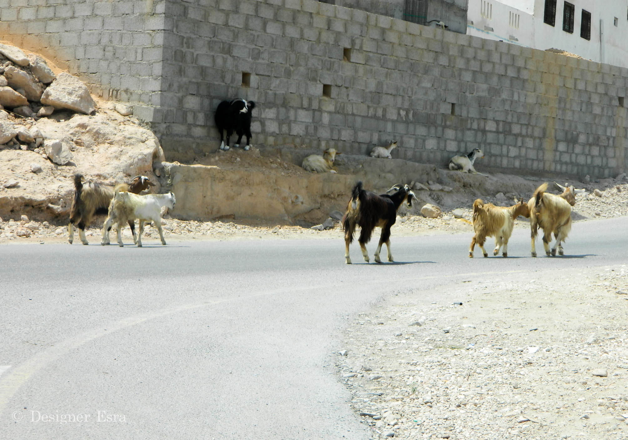 Mountain Goats