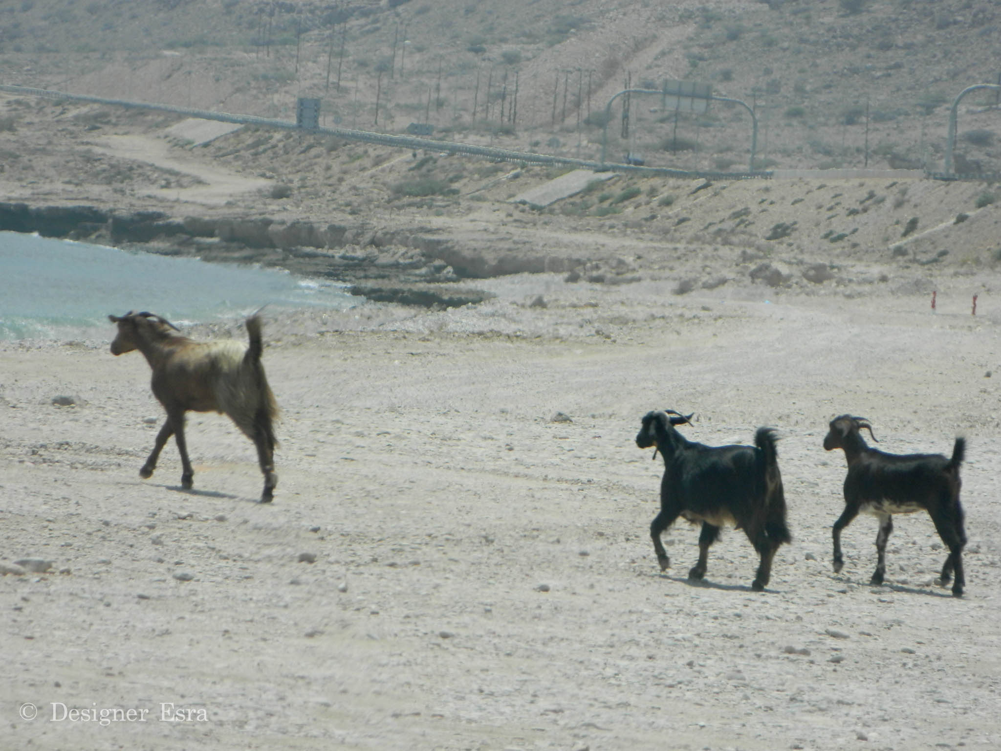 Beach Goats