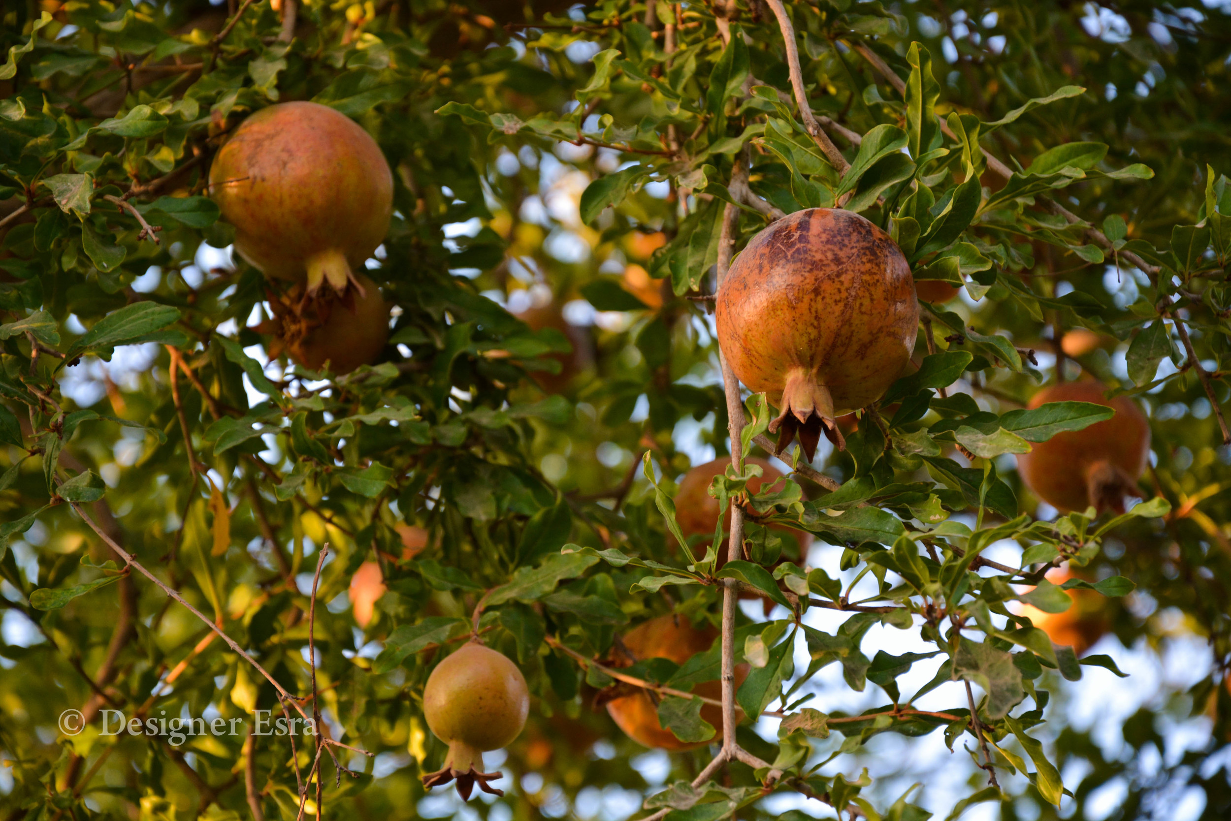 Iranian Pommegrants in Yazd, Iran 