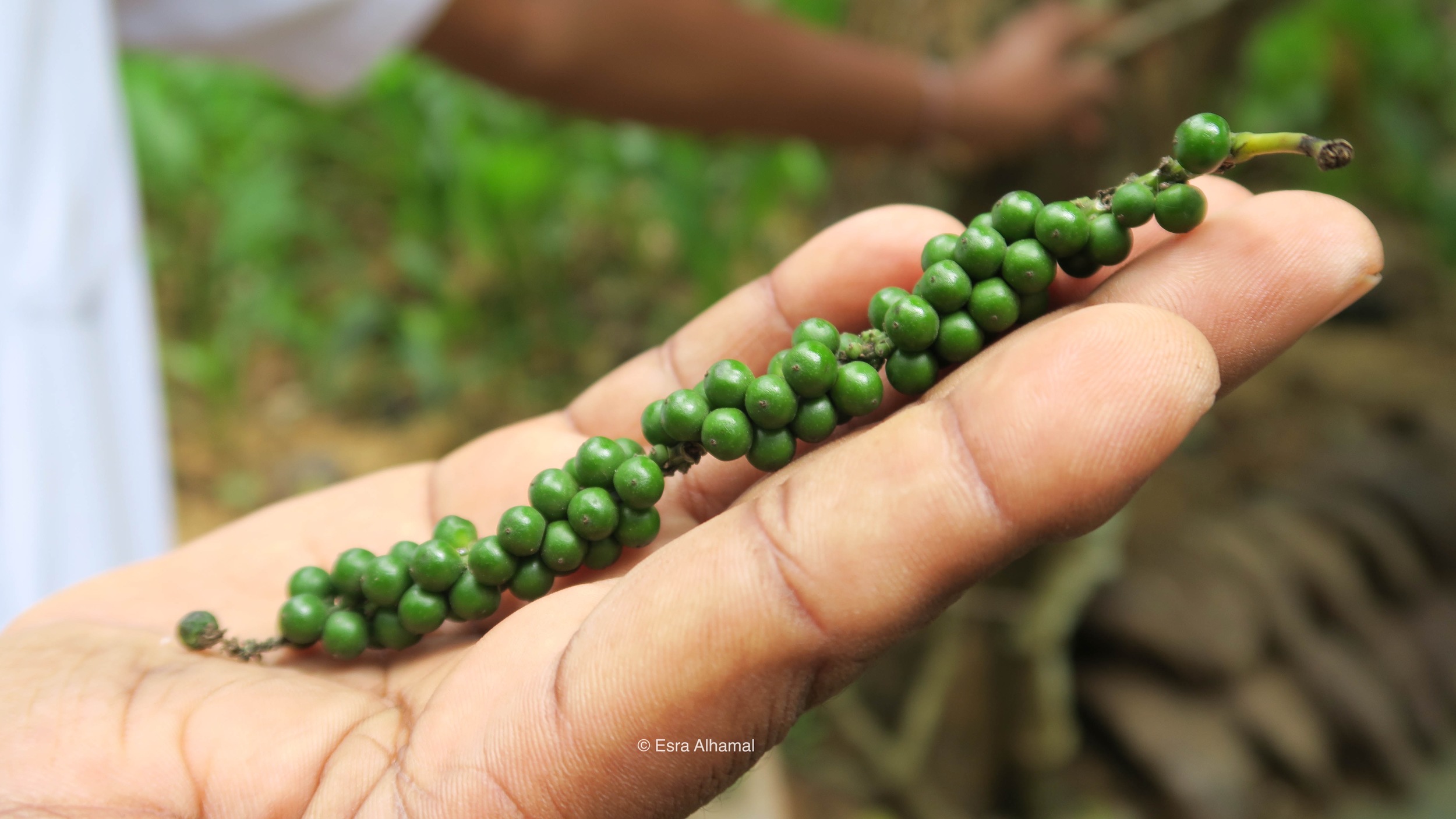 Fresh Sri Lankan Black Pepper