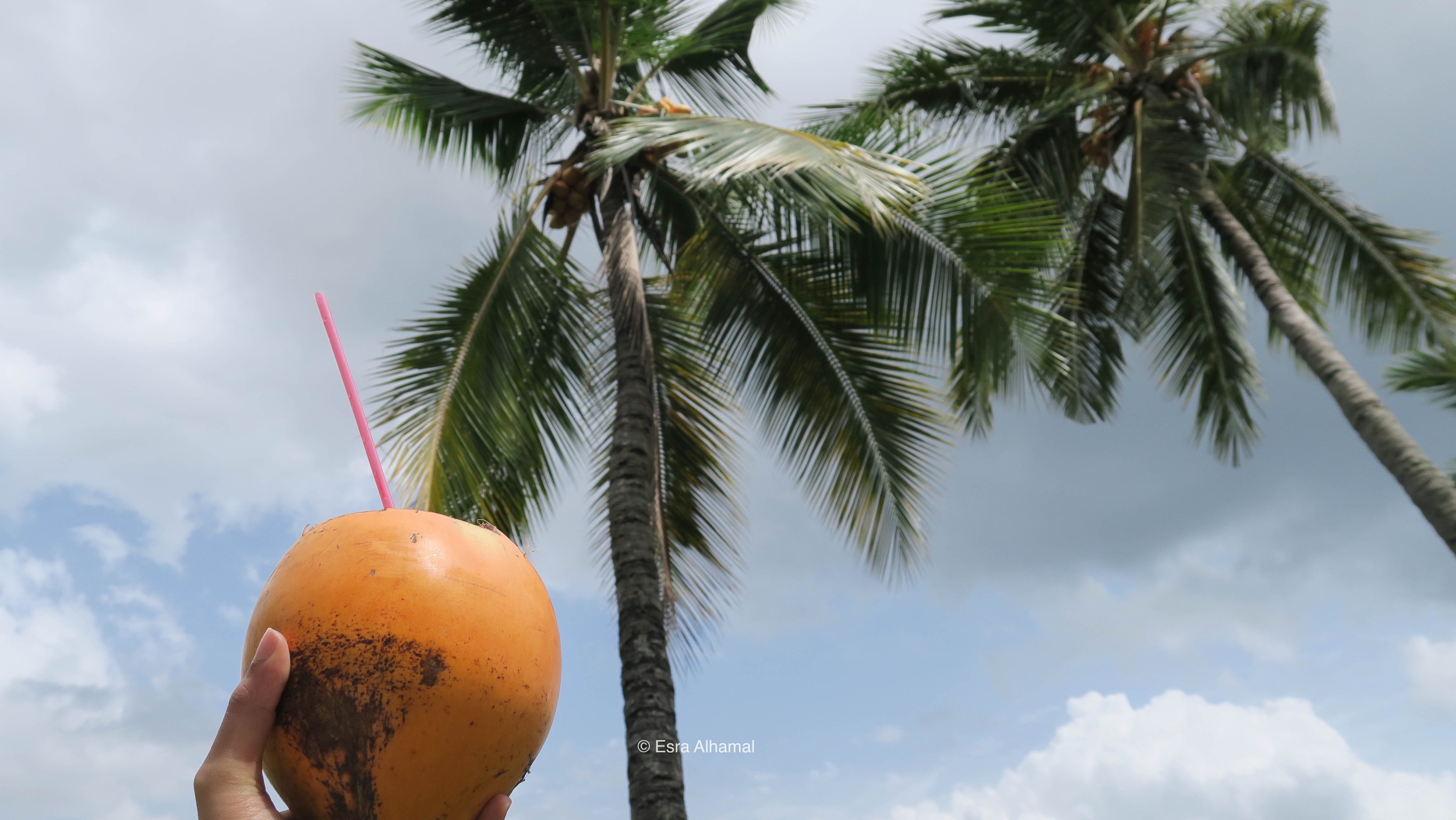 Fresh King Coconut from Sri Lanka