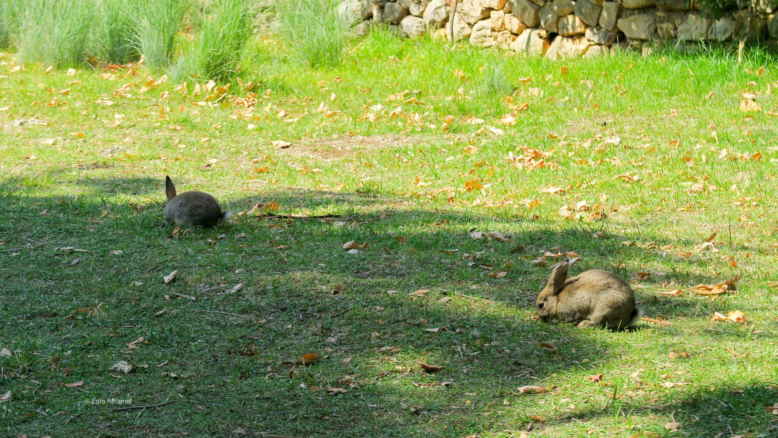Wild Rabbits hopping around 