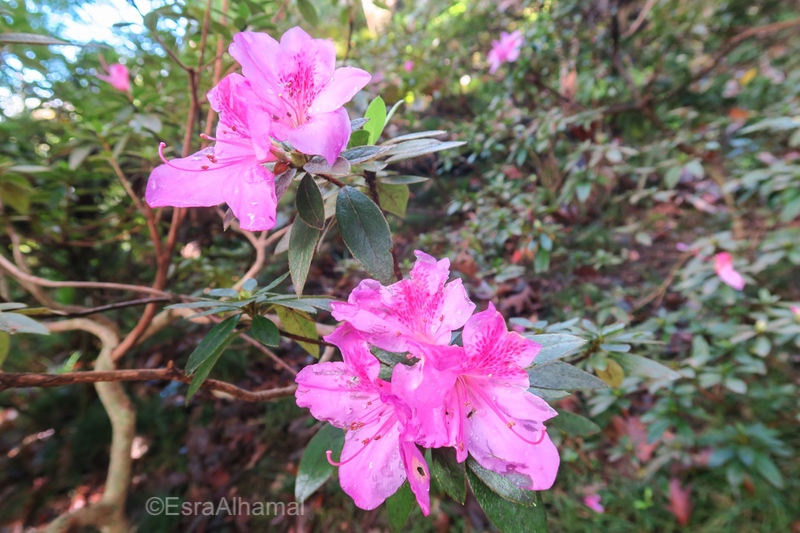 Copy of Tropical Garden in tropical flowers in Madeira 