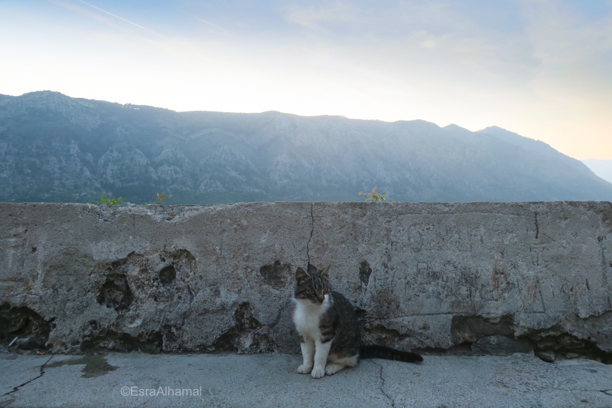 Cats of Kotor, Montenegro