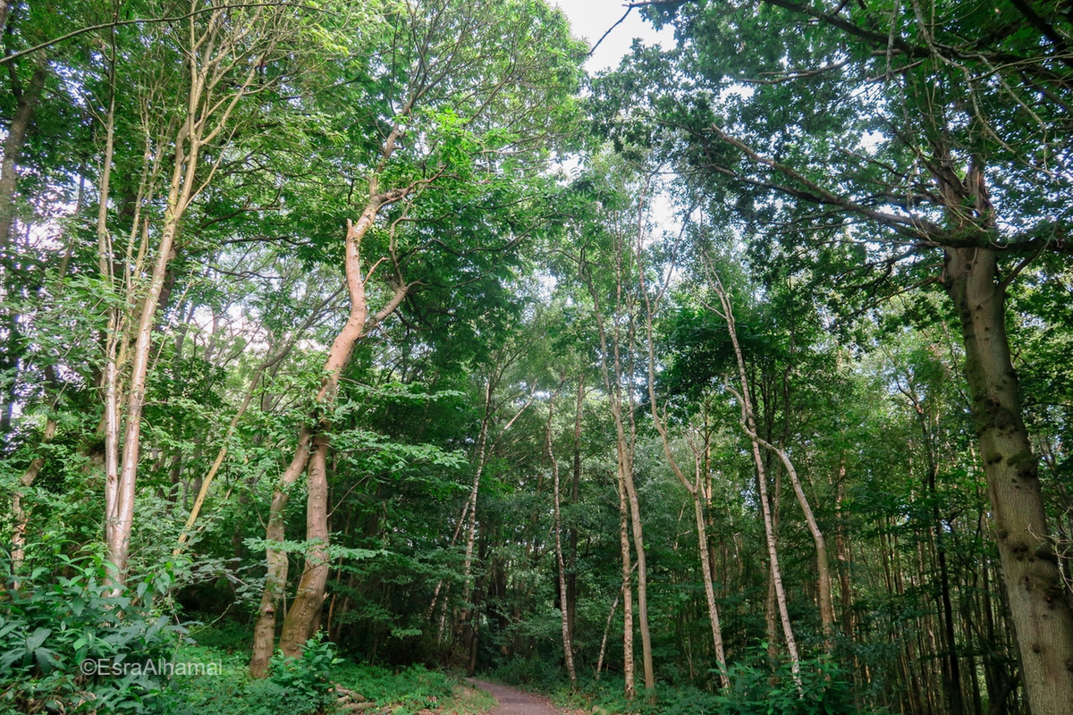 Ashdown Forest