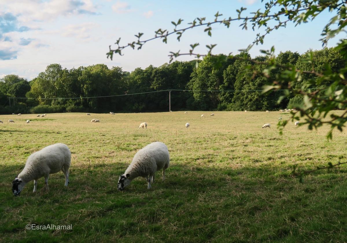 Sheep in the English Countryside