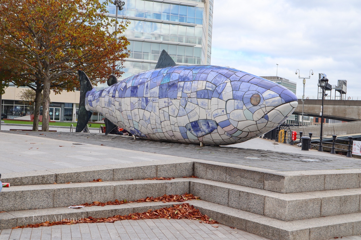 The big fish of Belfast