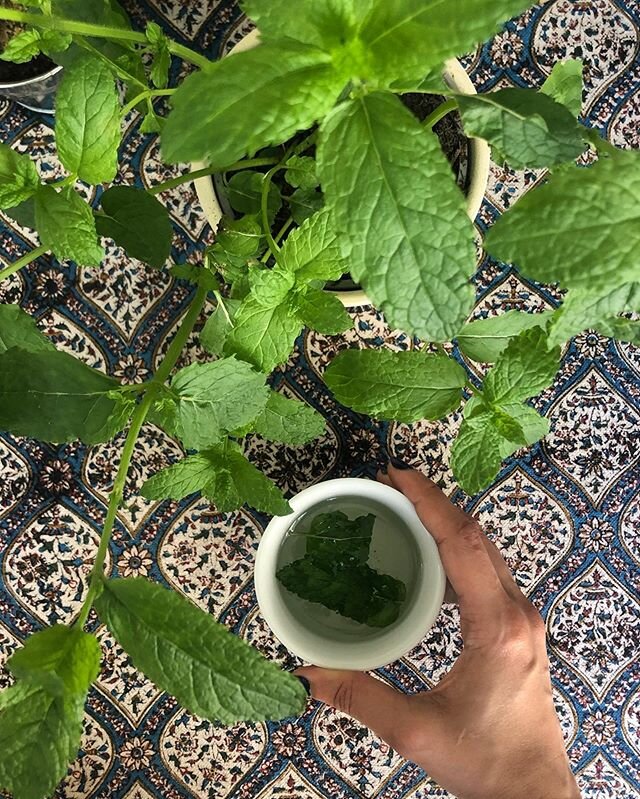 Fresh mint tea from the little mint plant 🌿 شاي نعناع