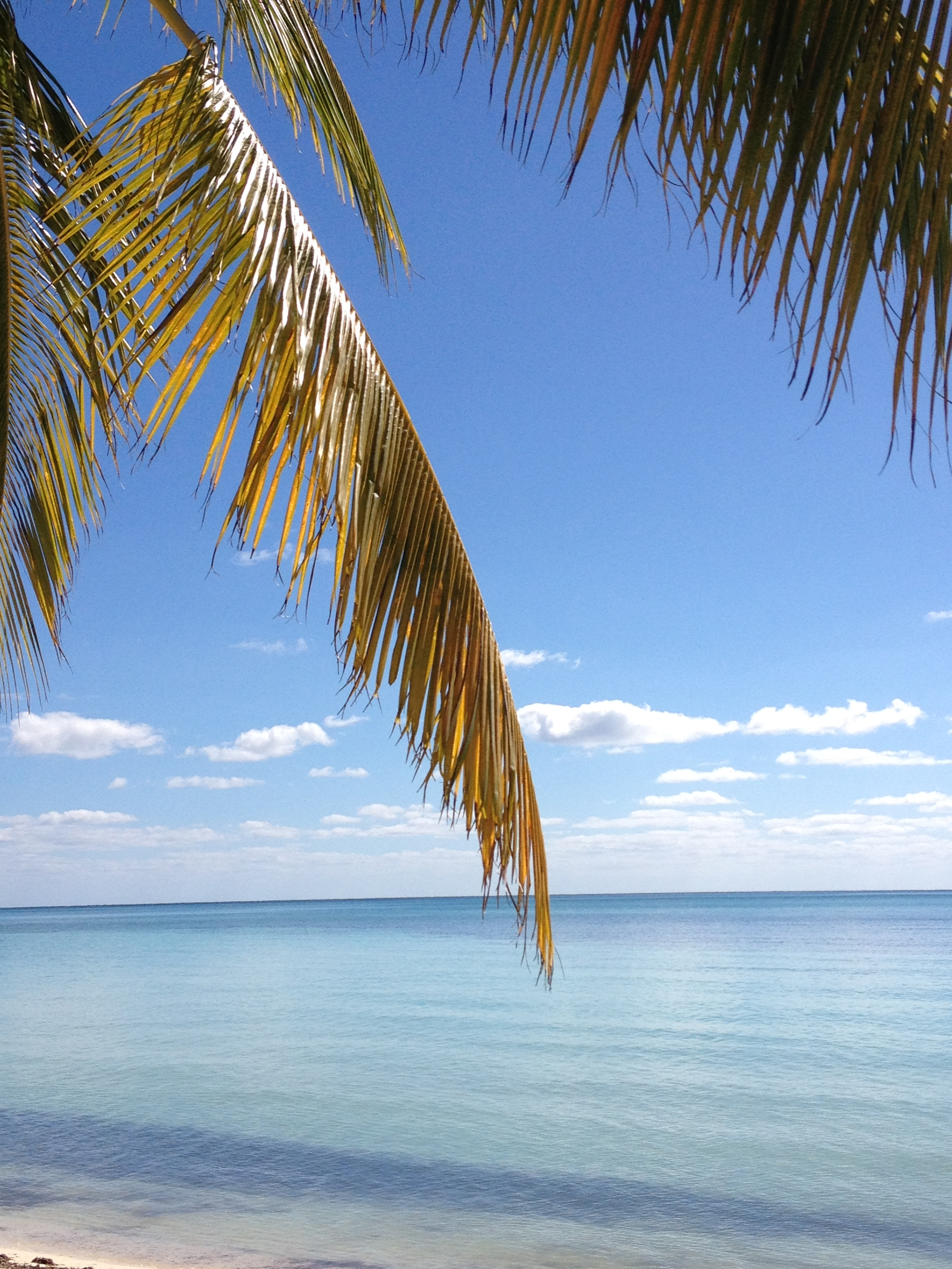 photo: south shore, Grand Bahama Island at Banana Bay Restaurant · photo © 2015 paula boyd farrington · click here for eclectic embraces of everyday exquisiteness and playful creativity. Tra la.
